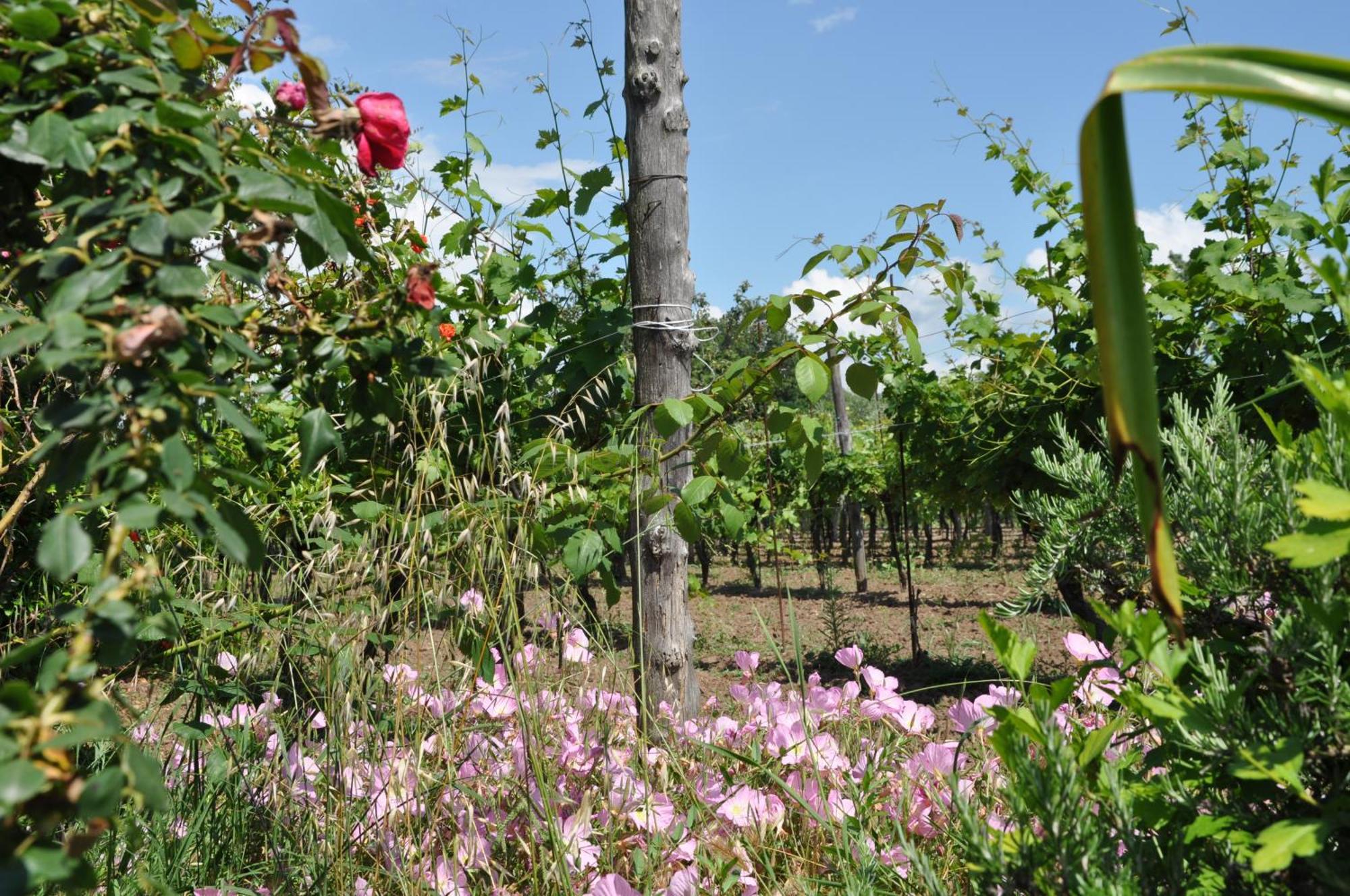 Willa Agriturismo Borgo Baldassarre Cellole Zewnętrze zdjęcie
